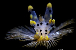 Bloom
Location :Lembeh Indonesias
Canon 5dsr
Canon EF ... by Yung Sen Wu 